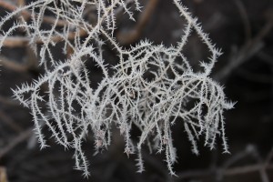 Twig 6